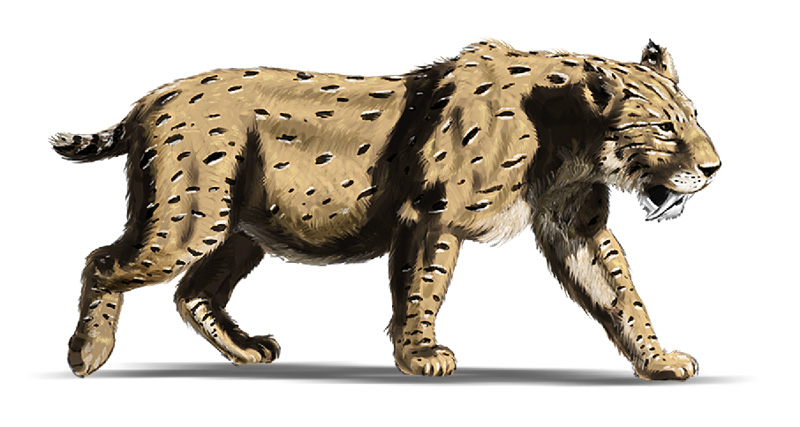 Smilodon