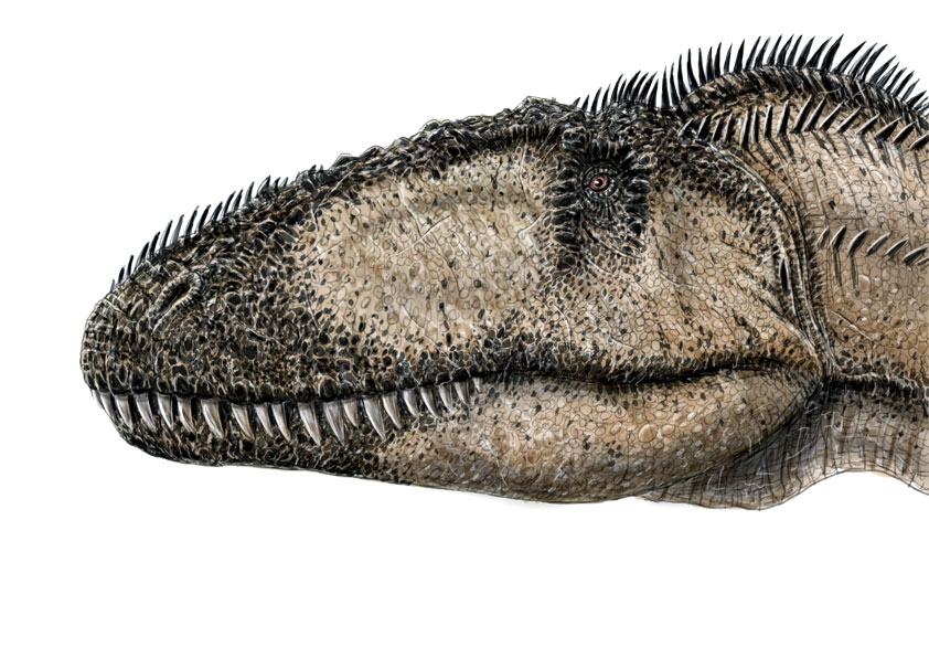 Carcharodontosaurus saharicus