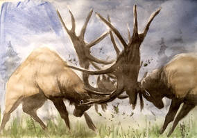 Megaloceros Fight