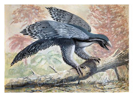 Archaeopteryx lithographica