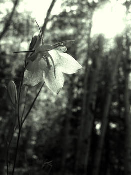 Little Blue Flower BlackWhite