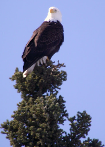 Wild Alaskan Bald Eagle