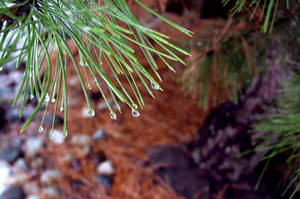 Drops on the Pine