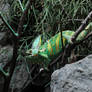 Chameleon