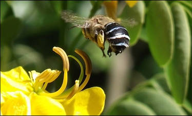 Blue Banded Bee2