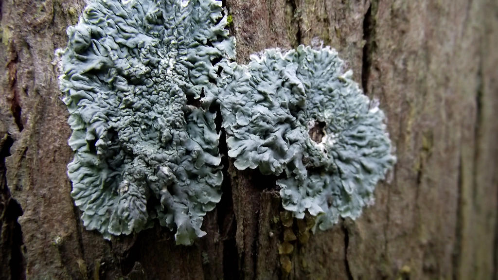 Lichen on Pencil Pine