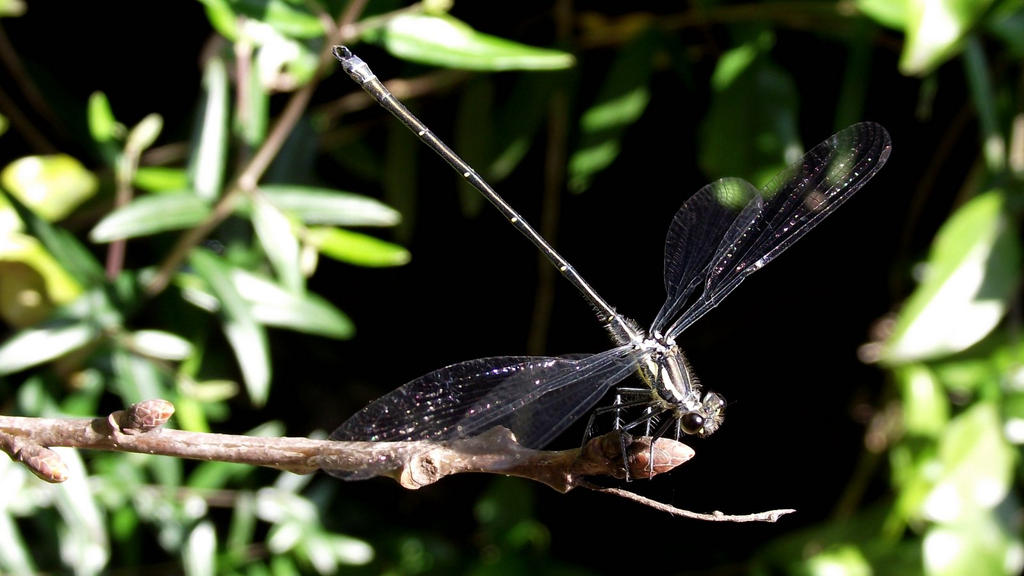 Damselfly closeup