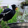 Magpie enjoying a drink