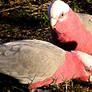 Australian Galahs 15-7-16