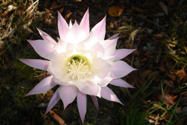 Echinopsis cactus by BGai Echinopsis cactus by BGai