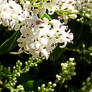 Little white flowers