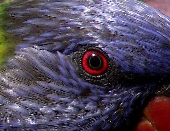 The Eye of the Rainbow Lorikeet