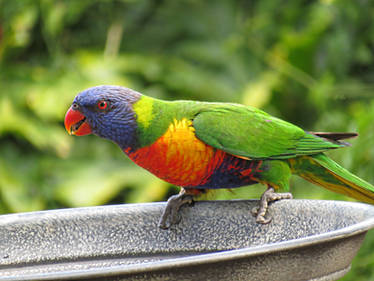 Rainbow Lorikeet 27-11-16