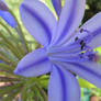 Agapanthus 1