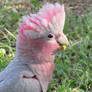 Young Galah