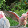 Adult and Young Galah with wings up