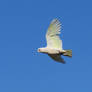 Little Corella in flight