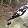 Adult Magpie-Lark