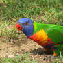 Rainbow Lorikeet 19-2-17