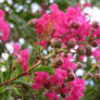 Crepe Myrtle flowers and buds