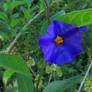 Blue Potatoe Bush - Paraguay Nightshade.- Solanum 
