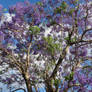 The Jacaranda Tree