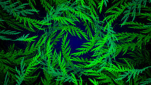 Fern Leaves 