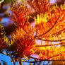 Golden Grevillea