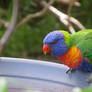 Rainbow Lorikeet 11-2020