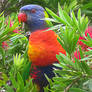 Rainbow Lorikeet Dec 2020