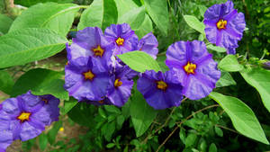 Paraguay Nightshade