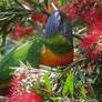 Rainbow Lorikeet 17-10-21