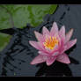 Water Lily