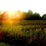 flower field