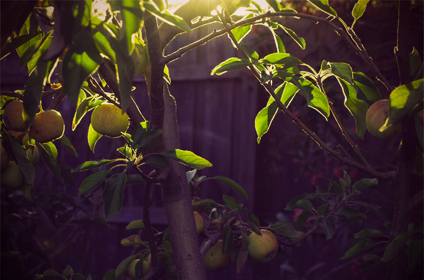 Apples and Sunshine