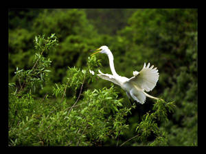 Snowy Egret Landing