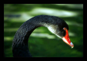 Portrait of a Black Swan