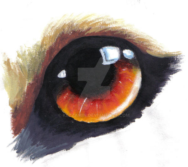 wolf eye