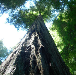 Redwoods