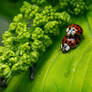 ladybug rodeo