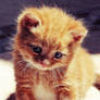 When Garfield was little