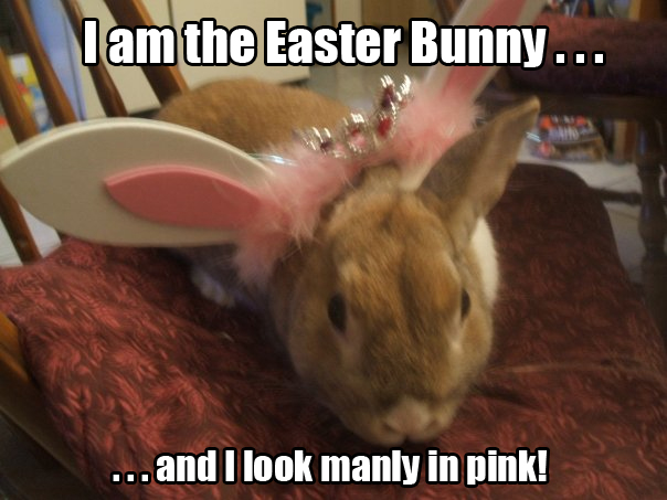 I am the Easter Bunny.  Hear me wiggle my nose.