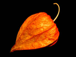 Physalis alkekengi II