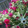 Rose Wheel