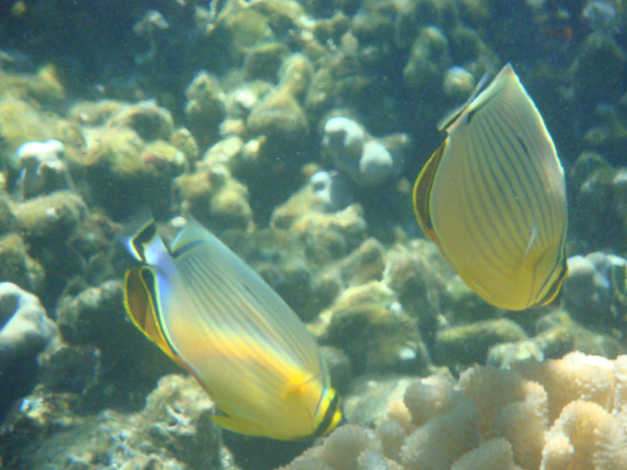 Oval Butterflyfishes