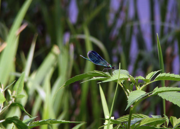 blue dragonfly