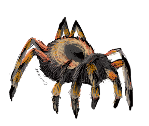 Day 29- Mexican Redknee Tarantula