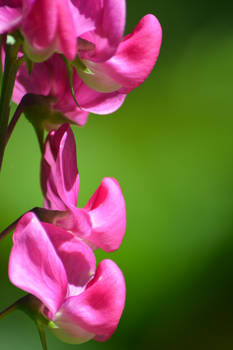 Pink Flower