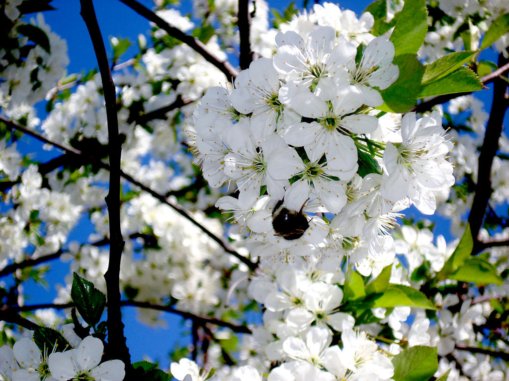 Springtime By Variegated3 On Deviantart Springtime By Variegated3 On Deviantart