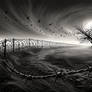 Crows Without Borders